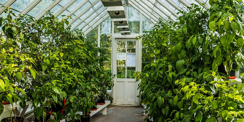 greenhouse