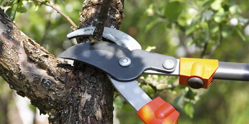 tree pruning