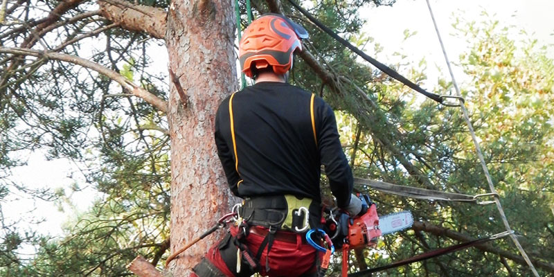 tree services