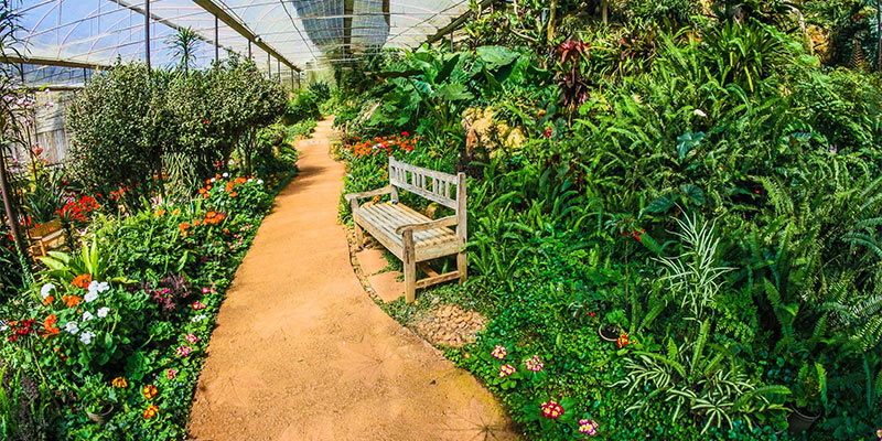 vegetable garden