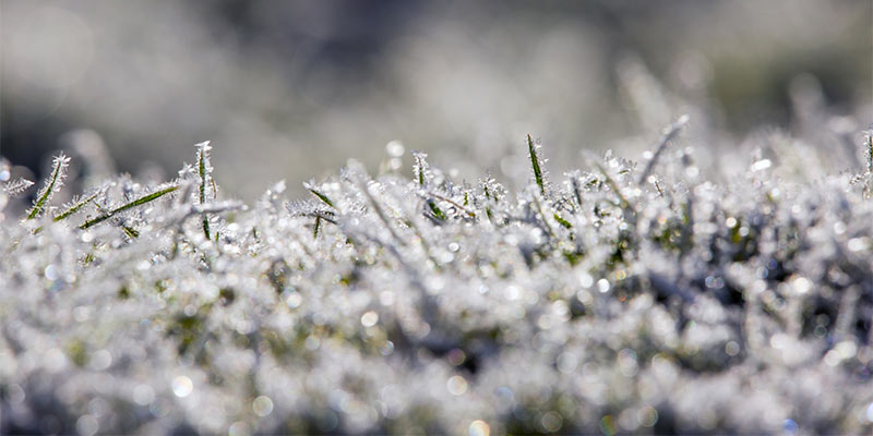 garden in winter