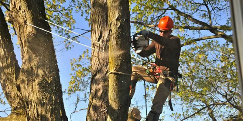 tree surgeon