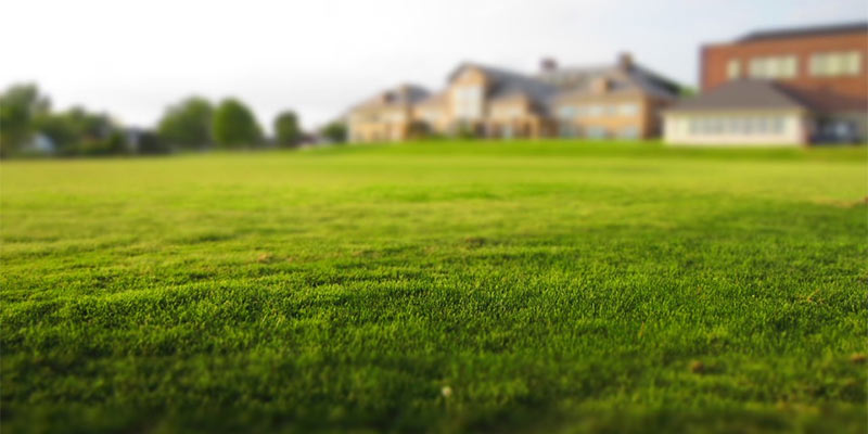 lawn