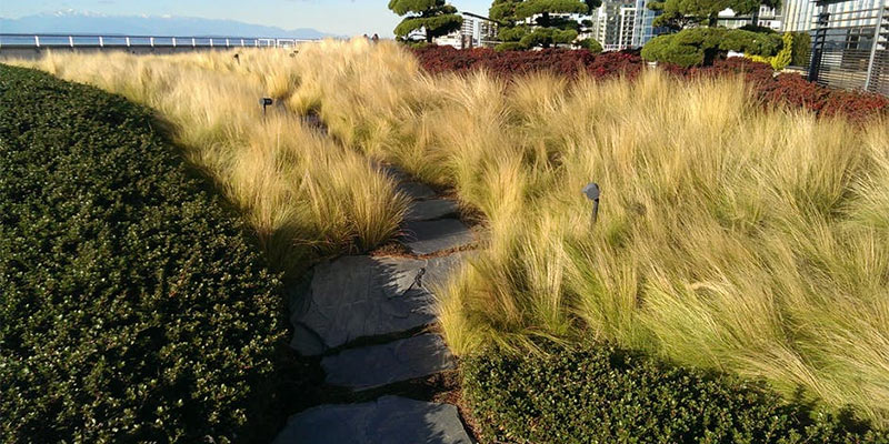 rooftop garden