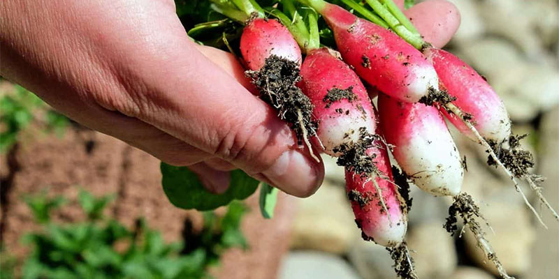 vegetable garden