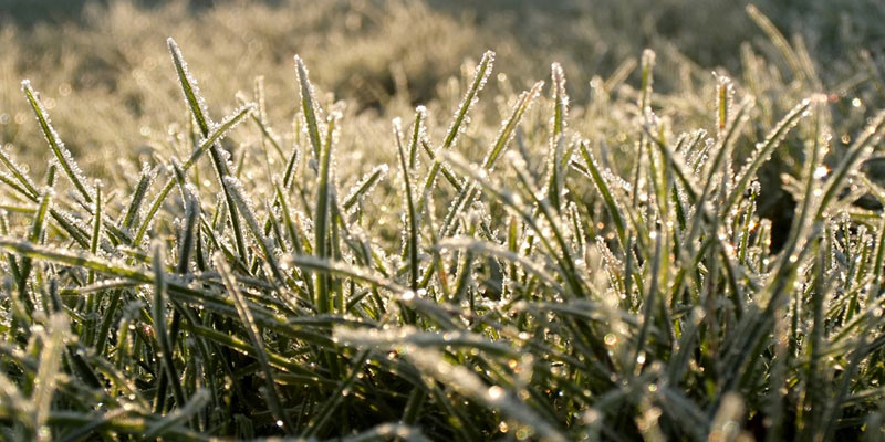 lawn in winter