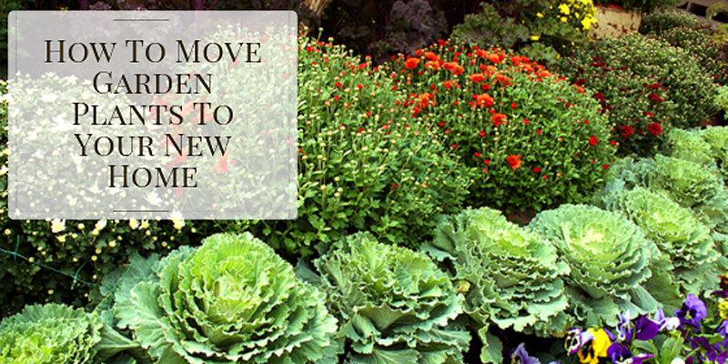 Moving plants to your new home