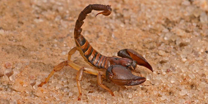 scorpion