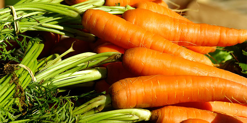 vegetable garden