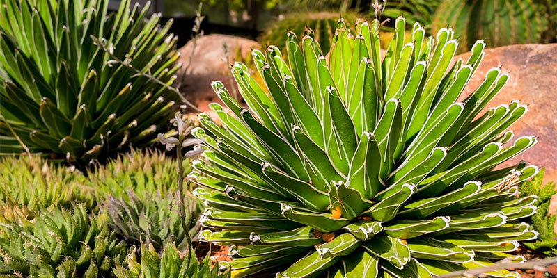 drought tolerant plants