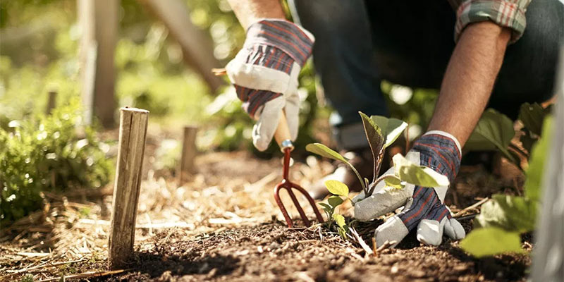 gardening