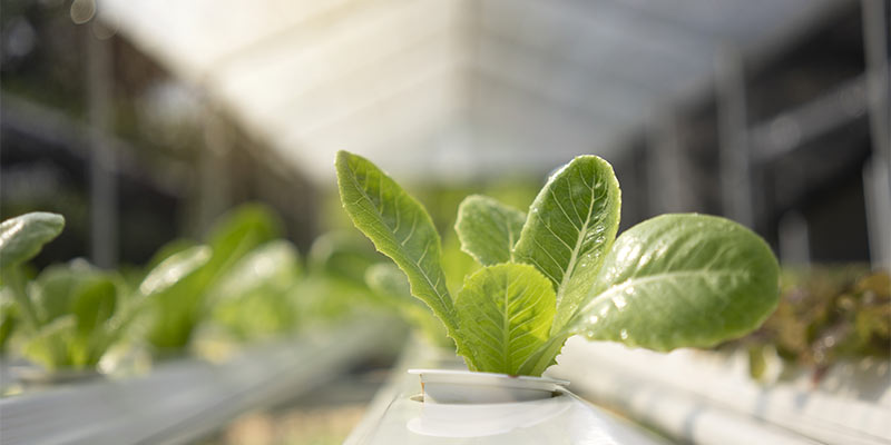 hydroponic gardening