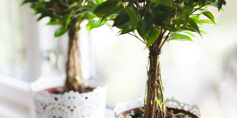 indoor garden