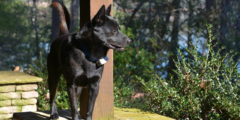 invisible dog fence