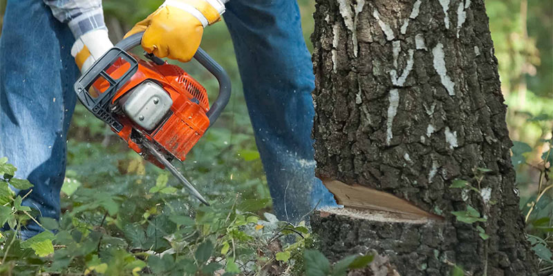 cutting down a tree