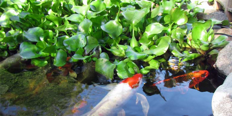 pond plants