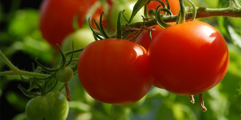 tomato plant