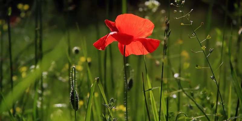 gardening in spring