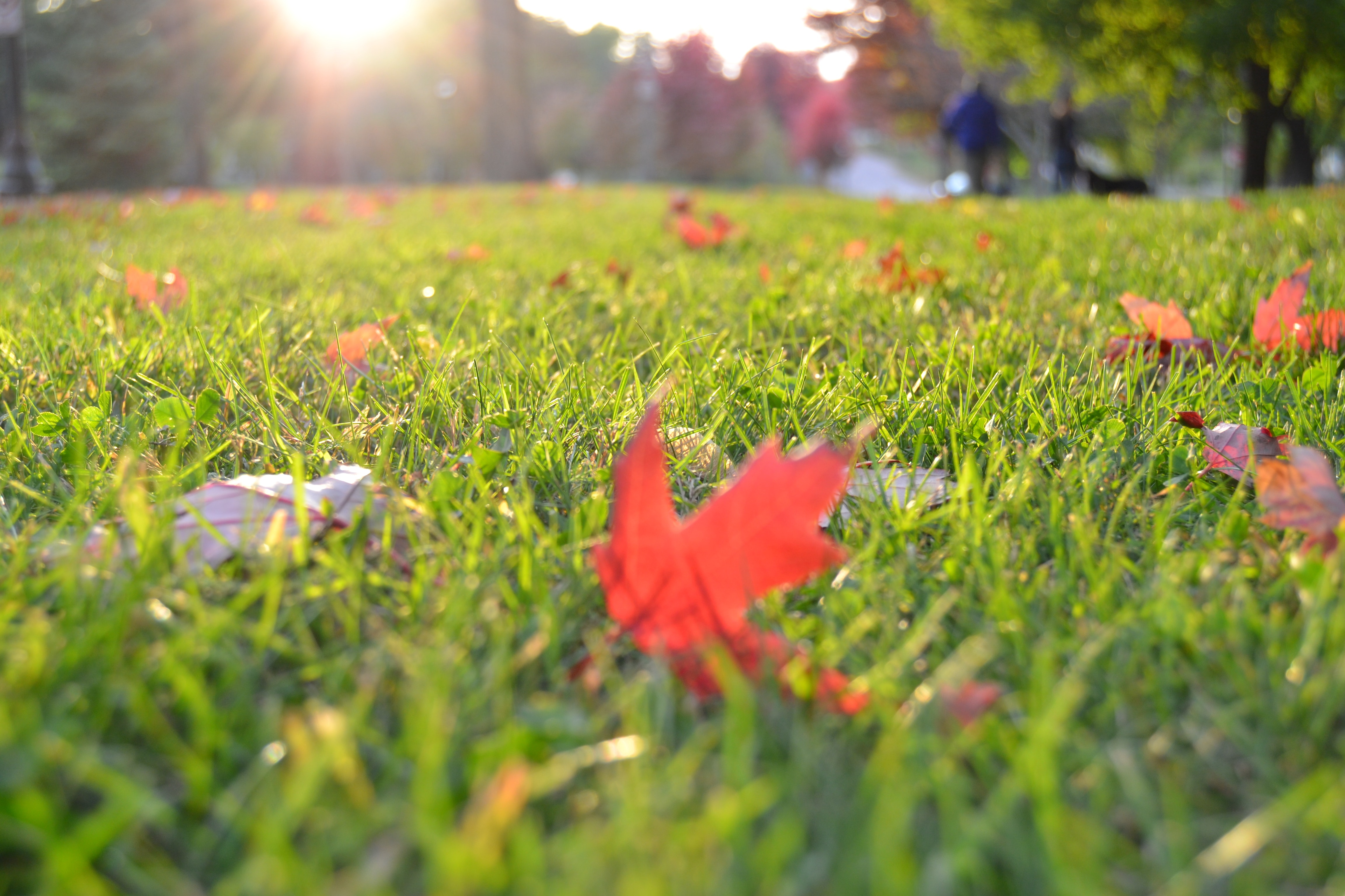 lawn care