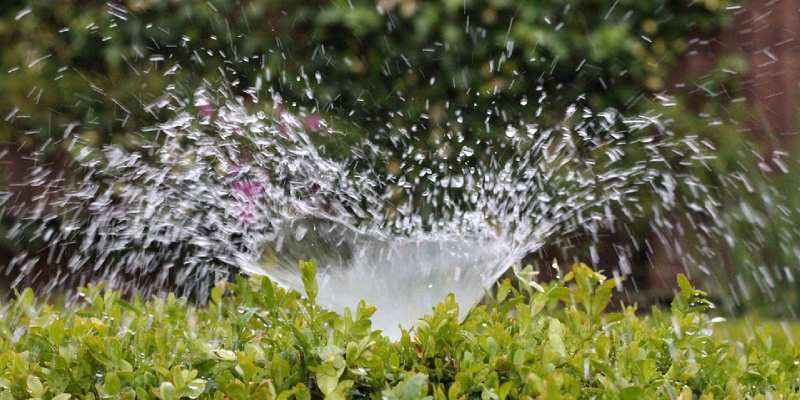 watering