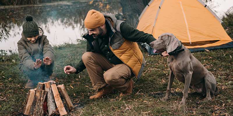 camping with dogs