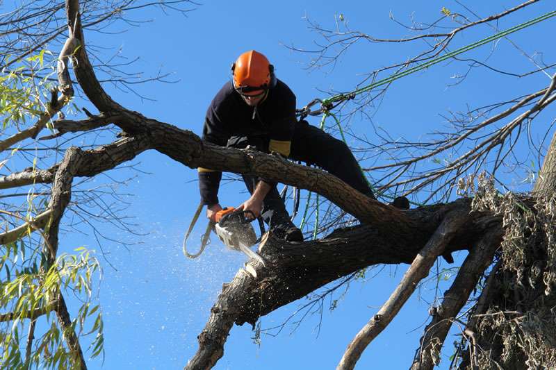 tree pruning