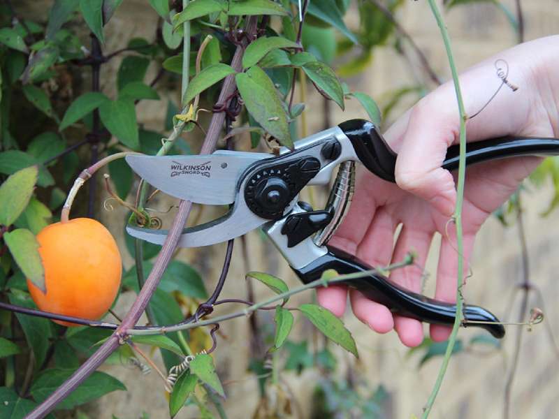 tree pruning