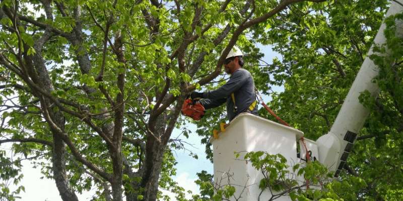 tree pruning