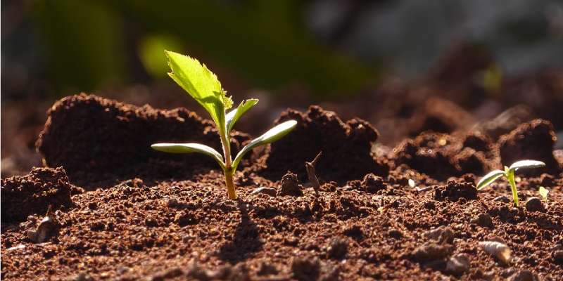 compost or fertiliser