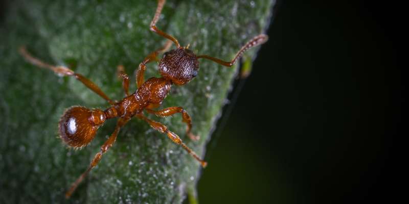 fire ants