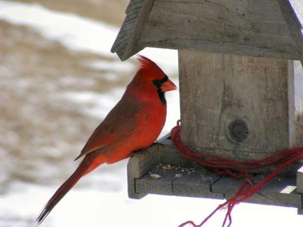 bird feeder