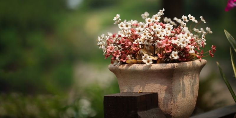 potted plants