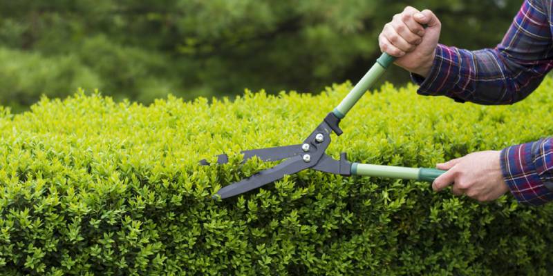 trimming hedges