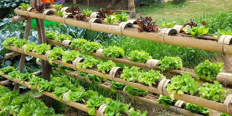 vertical gardening