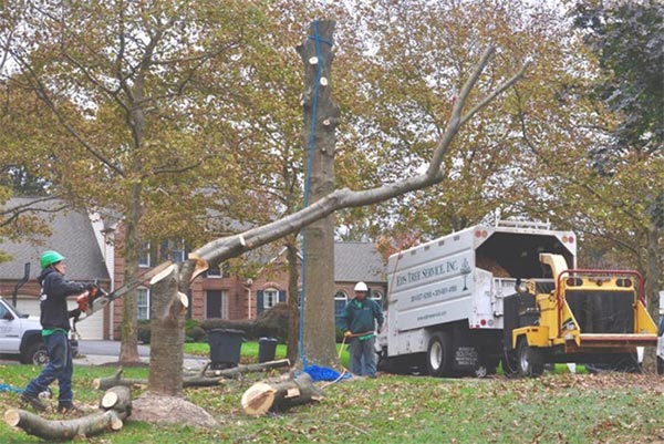 Tree removal