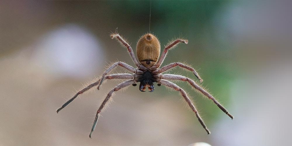 Huntsman spider