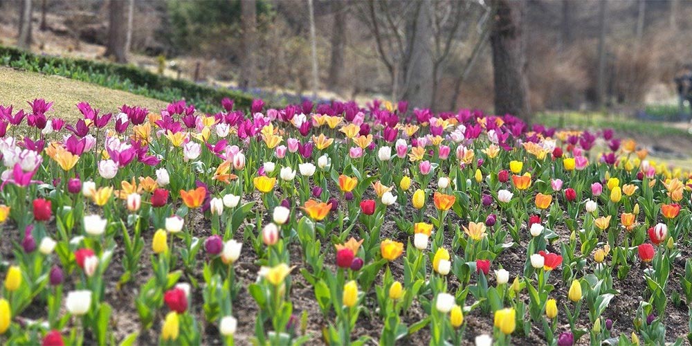 Spring gardeners