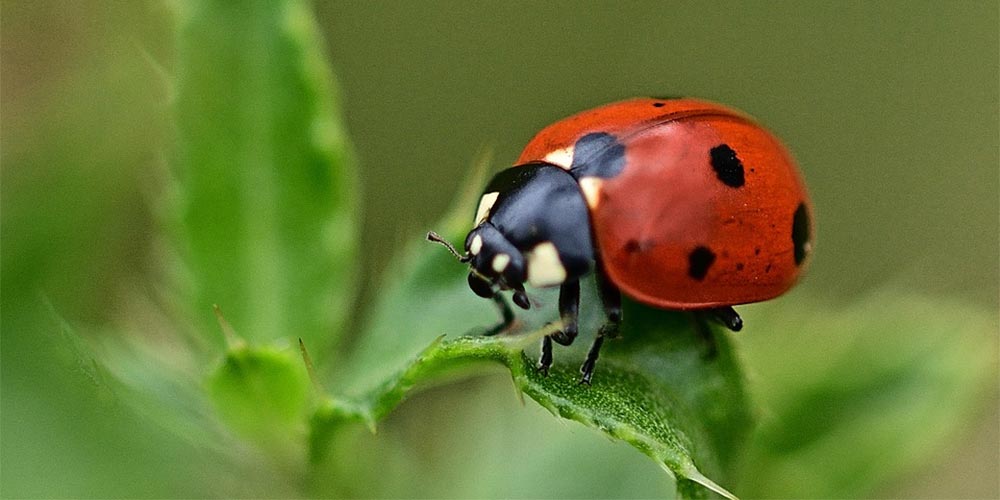 garden pests